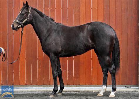 2020 Gold Coast National Yearling Sale Lot 1272