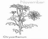 November Coloring Pages Chrysanthemum Printable Flower Info sketch template