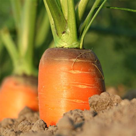 carrot sowing growing care  harvest video