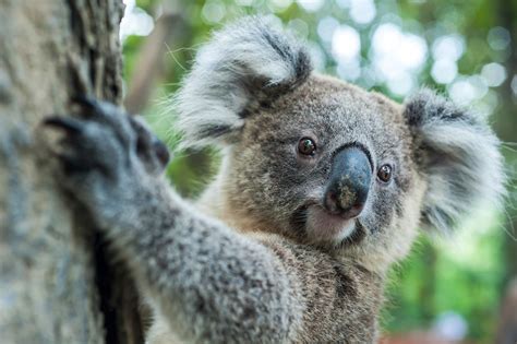 koalas      endangered species list  australia