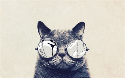 cat with cool sunglasses hd wallpaper hd desktop wallpapers