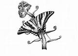 Longwing Swallowtail sketch template