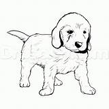 Labradoodle Coloring Pages Printable Getcolorings Animal sketch template