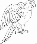 Parrot Drawing Line Drawings Clipart Parot Coloring Pages Outline Bird Birds Drawn Parrots Draw Color Animal Pencil Kids Printable Getdrawings sketch template