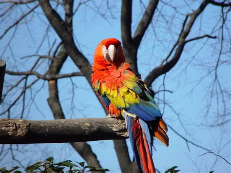birds macaw