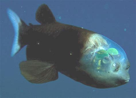 terrifying  bizarre deep sea creatures page
