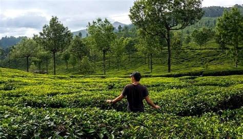 3 lush green tea estates in nuwara eliya sri lanka