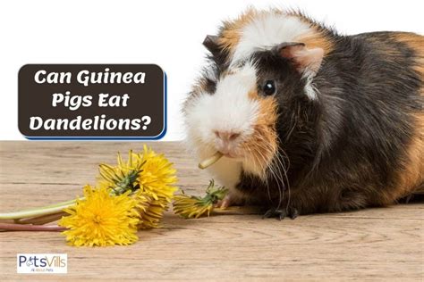 guinea pigs eat dandelions benefits risks