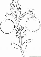 Cranberry Plant Dots Connect Dot Worksheet Kids Template Connectthedots101 sketch template