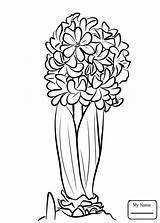 Coloring Hyacinth Pages Flower Flowers Hyacinthus Drawing Printable Template Getdrawings Categories sketch template