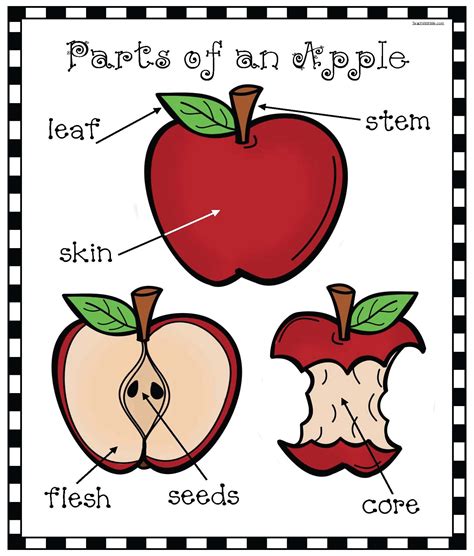 parts   apple poster  pictures  words  describe  parts   apple