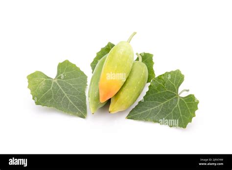 Young Green Fruit And Leaf Of Ivy Gourd Isolated On White Background