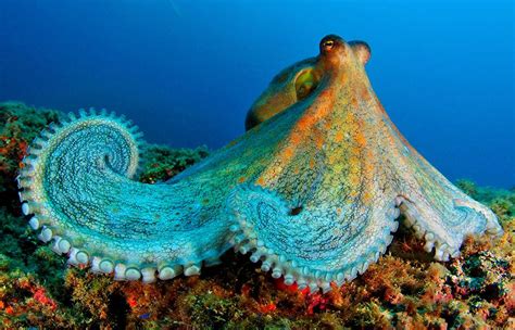underwater sea creatures   animals wallpapers sea life