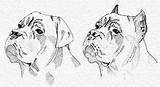 Cropping Mastiff Hunde Docking Saupacker Canes Welpen Afbeeldingsresultaat sketch template
