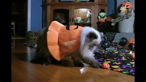 pumpkin kitty youtube