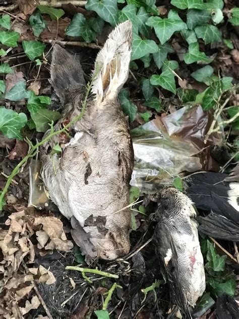 pile  dead wild animals  dumped  horror film discovery wales