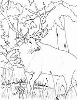 Coloring Elk Pages Animal Color Animals Print Back Template Sheets sketch template