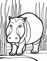Hippo Hippopotamus Nilpferd Hippopotame Planse Colorat Colorier Coloriages sketch template