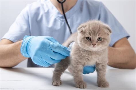 A Vet In Blue Latex Gloves Is Holding A Little Kitten