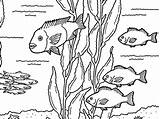Kelp Forest Coloring Pages Friends Kids Getdrawings Getcolorings Printable sketch template