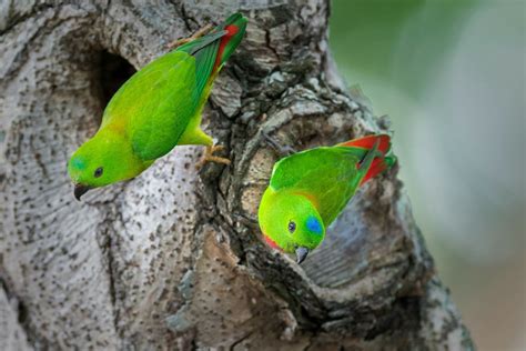 blue crowned hanging parrots bird nature wildlife animal parrot green couple nikon