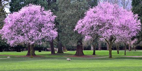 spring trees photograph  kevin felts fine art america