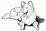 Realistic Sheets Kolorowanki Psy Fluffy Breeds Pobrania Sheepdog Shetland Bestcoloringpagesforkids sketch template