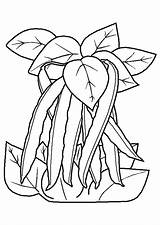 Haricots Coloriage Kleurplaten Dessin Legumes Sperziebonen Lima Bonen Hugolescargot Coloriages sketch template