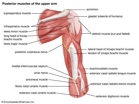 arm muscles labeled arm muscles human muscle anatomy