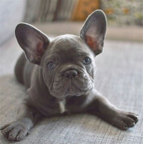 frenchie frenchies