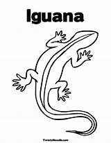 Coloring Iguana Galapagos Land 87kb sketch template