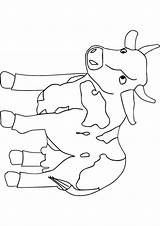 Cow Baby Coloring Drawing Handout Below Please Print Click Paintingvalley sketch template