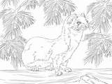 Weasel Least Coloring Pages Printable Supercoloring Categories Weasels Taiga sketch template