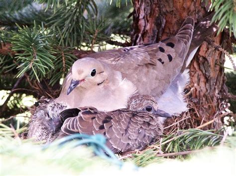 mourning dove nests  nesting habits birds  blooms