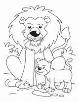 Cub Coloring Lion Tiger Designlooter sketch template