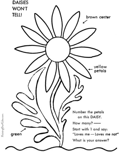 flowers page  color daisies