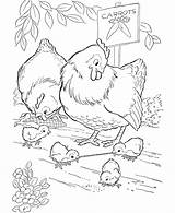 Coloring Chicken Farm Pages Animal Chickens Kids Printable Sheets Color Print Bird Cute Early Worm Gets Sheet Adult Chick Colouring sketch template