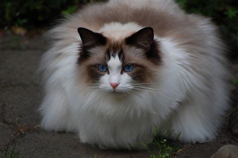 fluffy cat ragdoll wallpapers  images wallpapers pictures