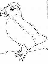 Puffin Coloring Pages Getcolorings Printable sketch template
