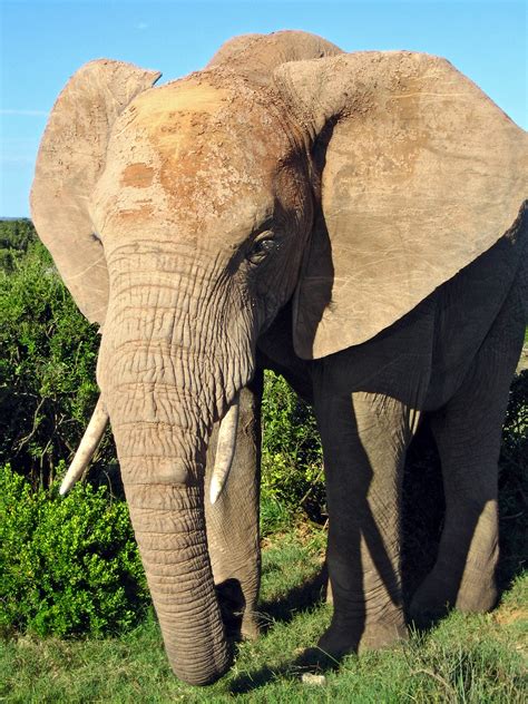 File African Elephant  Wikipedia