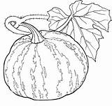 Pumpkin Coloring Kids Pages Vine Vines Printable Drawing Food Getdrawings Healthy Books sketch template