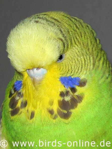 Birds Online General Facts About Budgies English Budgies