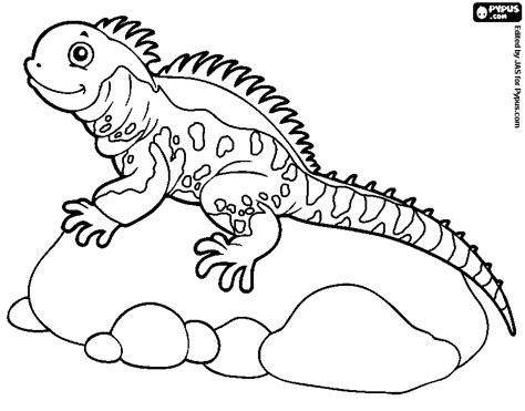iguana coloring page  getcoloringscom  printable colorings