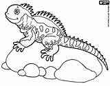 Iguana Coloring Marine Pages Printable Color Getcolorings sketch template