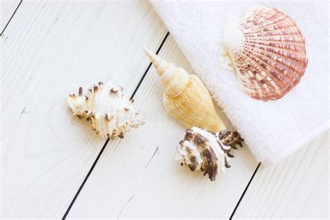 sea shell spa concept stock photo image  relax recreation