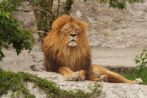 lion animal zoo  photo  pixabay pixabay