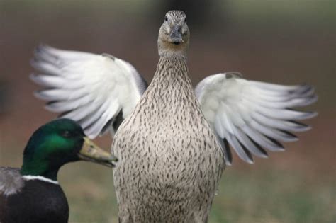 duck sex can be screwy gazoutdoors blog