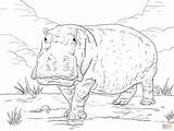Hippo Ippopotamo Nilpferd Ausmalbilder Ausdrucken Disegno Colorare Ausmalbild Flusspferd Hippopotamus sketch template