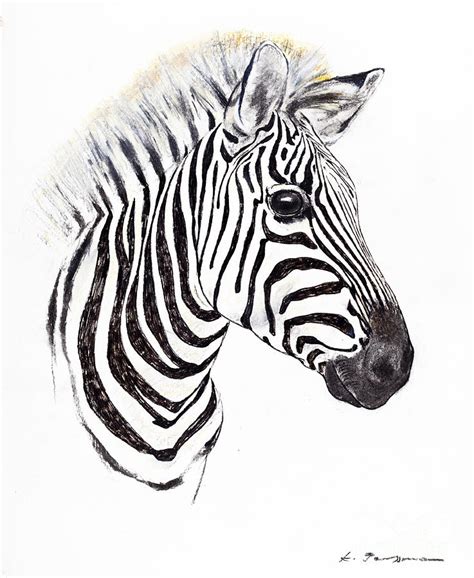 gallery  zebra head drawing
