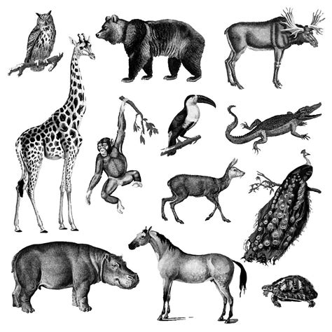 vintage illustrations  animals premium vector rawpixel